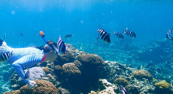 A person snorkelling over a colourful coral reef with lots of striped fish.